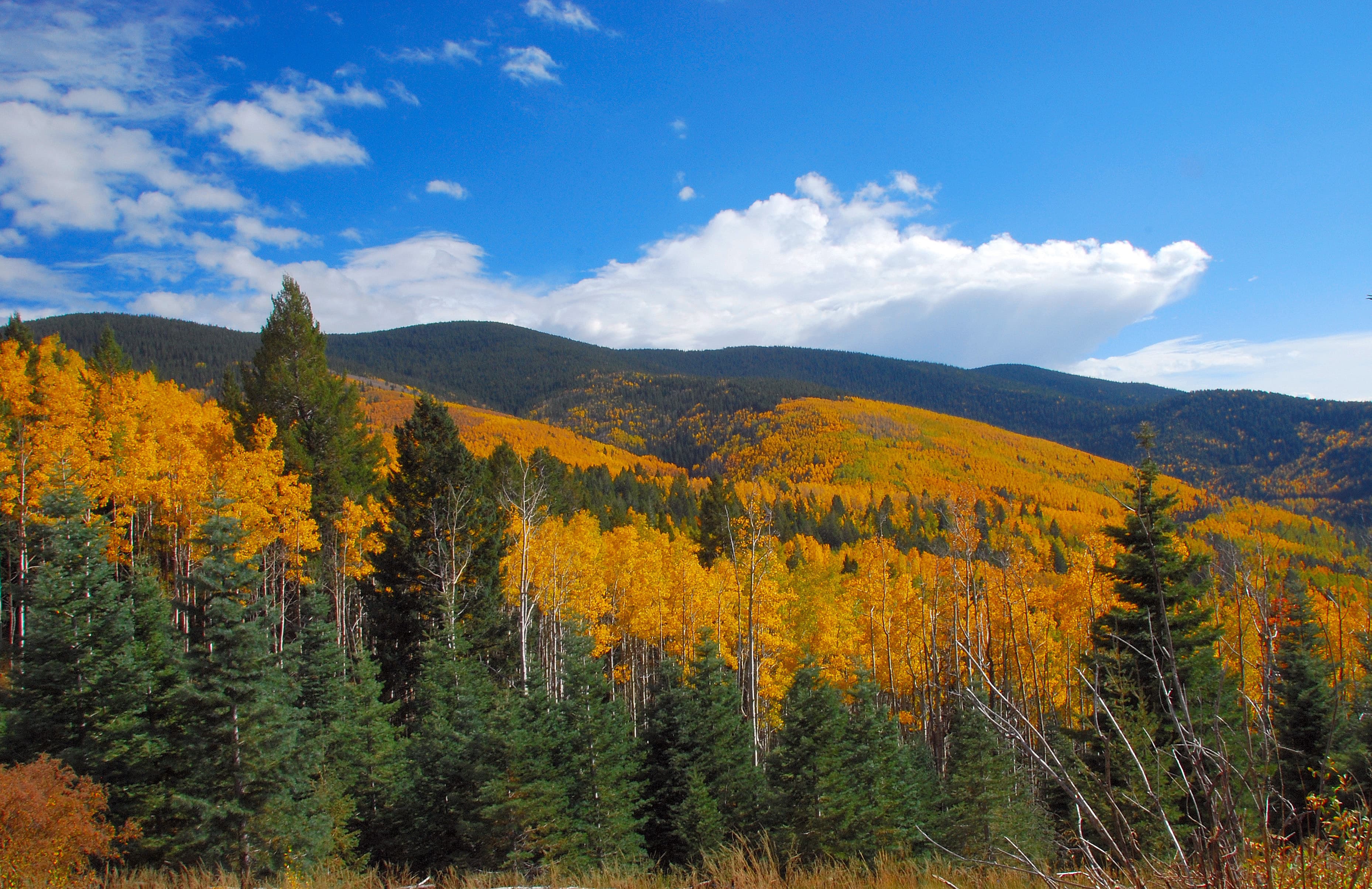 Remote Investor Support, NM
